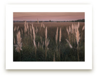 Pampas grass by Lucia Coppola