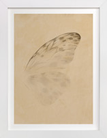 Vintage Mariposa II Fine Art Prints