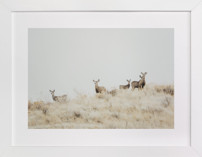 Watchful Fine Art Prints