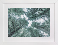 Mystifying Forest Fine Art Prints