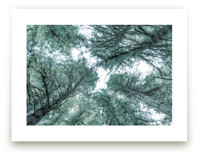 Mystifying Forest by Jessica C Nugent