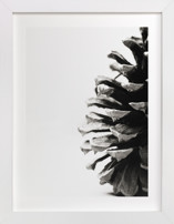 Pine Cone Fine Art Prints