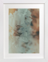 Flower Pop 1 Fine Art Prints