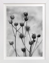 Autumn detail Fine Art Prints