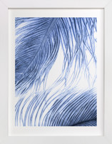 Fine Feathered I Fine Art Prints