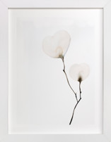 Mokuren 02 Fine Art Prints