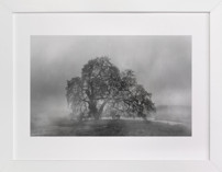 in the rain Fine Art Prints