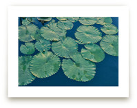 Painted Lily Pads by Jessica C Nugent