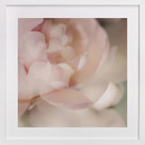 You Make Me Blush Fine Art Prints