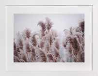 Plumose Fine Art Prints