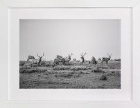 tule elk Fine Art Prints