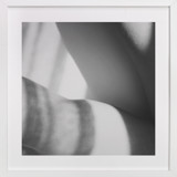 Basking Fine Art Prints