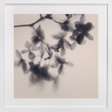 Veiled Petals Fine Art Prints