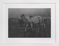 Frolicking Fille Fine Art Prints