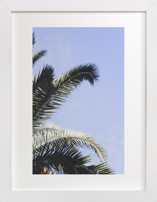 Palm II Fine Art Prints