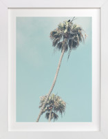 Palms for Days Fine Art Prints