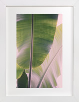 Tropic Fine Art Prints