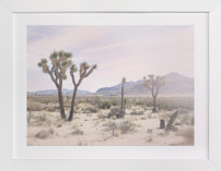 Joshua Tree No. 10 Fine Art Prints