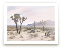 Joshua Tree No. 10 by Wilder California