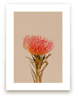 Protea Collection 1 by Paola Benenati