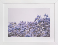 Jacaranda in bloom Fine Art Prints