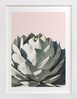 Pink Agave Fine Art Prints