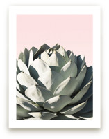 Pink Agave by Wilder California