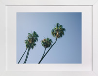 Palm Lean Fine Art Prints