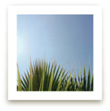 Summer Fringe by studio SYLVO