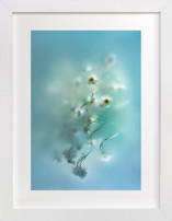 Daisies in aqua Fine Art Prints