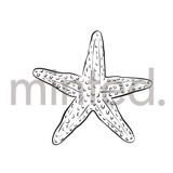 Starfish Design Element