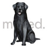 Black Labrador Design Element