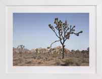 Joshua Tree With Rock Formation in Fine Art Prints