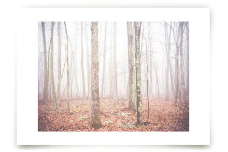 Foggy Forest Art Prints