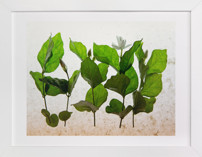 lush green Fine Art Prints