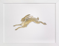 Wild Hare