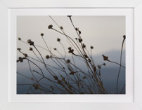 Sway Fine Art Prints