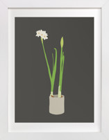 Paperwhites Fine Art Prints