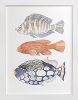 Three Fish Fine Art Prints