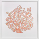 Painted Coral Fine Art Prints