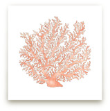 Painted Coral by Natalie Groves