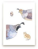 The Quail Family by Natalie Groves