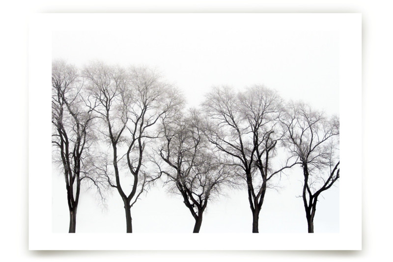 abstract trees Fine Art Prints by Baumbirdy Minted