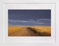 Dirt Road Through a Wheat Field Under a Stormy Sky Fine Art Prints