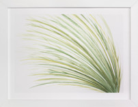 Tall Grass Watercolor Fine Art Prints