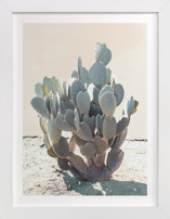 Blue Cactus Fine Art Prints