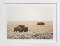 Bison Fine Art Prints