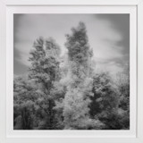 InfraBotanical Fine Art Prints