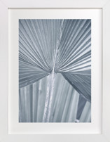 Botanic 2 Fine Art Prints