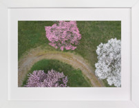 Dogwood Lane Fine Art Prints